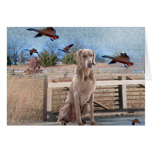 Retrato al aire libre de Weimaraner (Anverso (Horizontal))