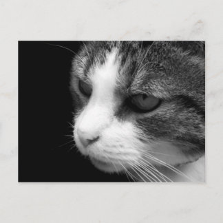 Retrato blanco y negro de gato de tabby - postal a