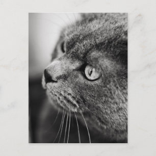 Retrato blanco y negro de un gato - postal
