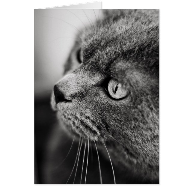 Retrato blanco y negro de un gato - tarjeta (Frente)
