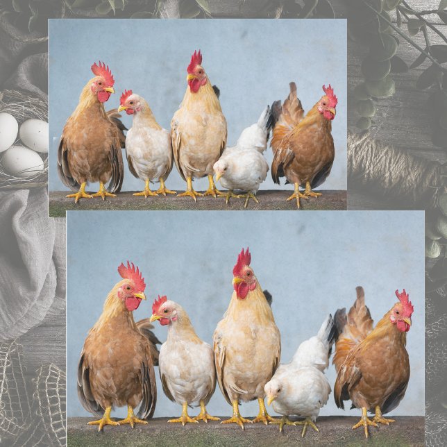 Retrato caótico de pollo Papel de tejidos Pt 1 (Subido por el creador)