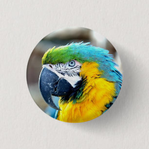 Retrato colorido del loro del Macaw - botón
