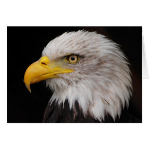 Retrato de águila