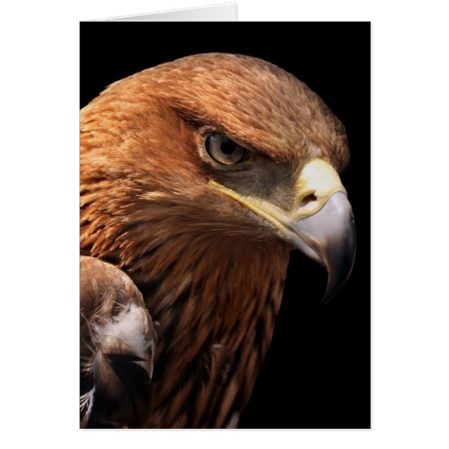 Retrato de águila aislado en negro (Frente)
