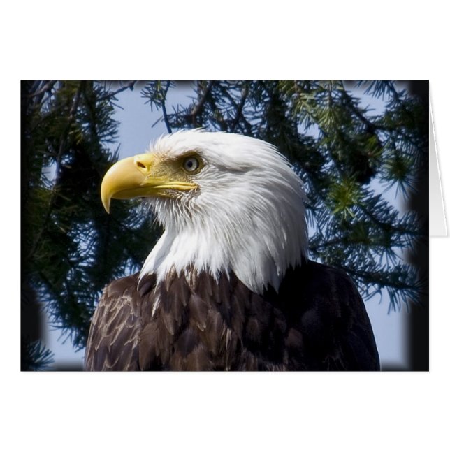 Retrato de águila calva - Tarjeta (Anverso (Horizontal))