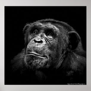Retrato de arte de chimpancé de vida salvaje "Expo