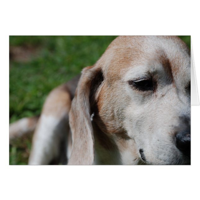 retrato de beagle (Anverso (Horizontal))