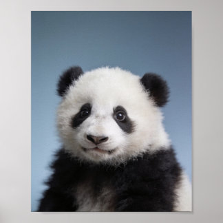 Retrato de bebé panda: arte de pared de animalitos