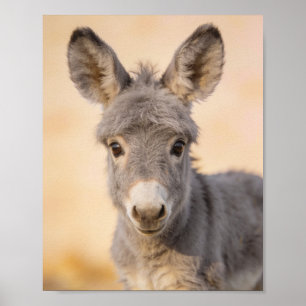 Retrato de burro bebé - Arte de guardería de granj
