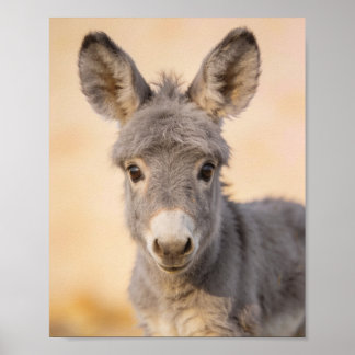 Retrato de burro bebé - Arte de guardería de granj