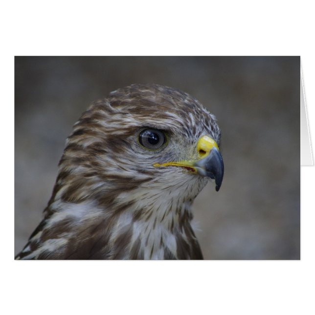 Retrato de Buzzard Frecuente (Anverso (Horizontal))
