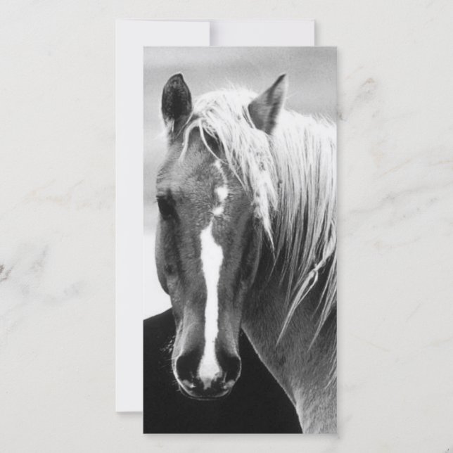 Retrato de caballo BW (Anverso)