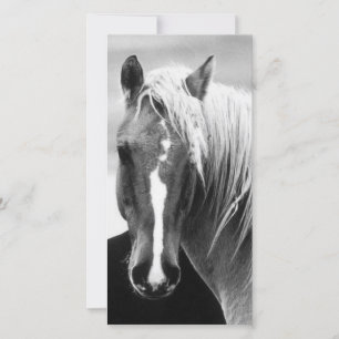 Retrato de caballo BW