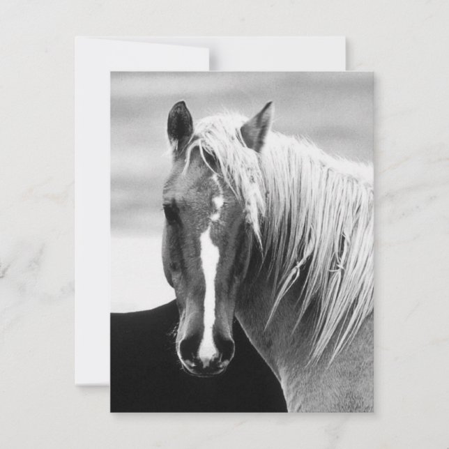 Retrato de caballo BW (Anverso)