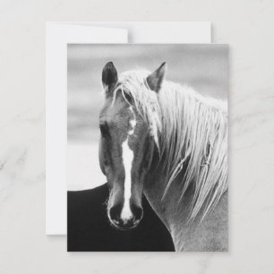 Retrato de caballo BW