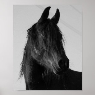 Retrato de caballo en blanco y negro - Arte de par