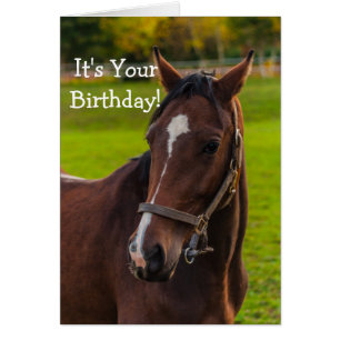 Retrato de caballo marrón