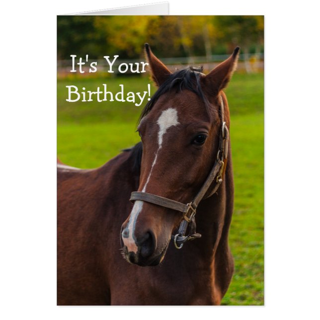 Retrato de caballo marrón (Frente)