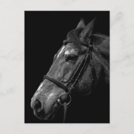 Retrato de caballo - postal