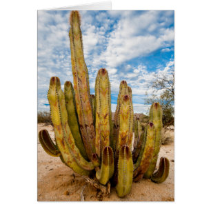 retrato de Cactus Hombre Viejo, México
