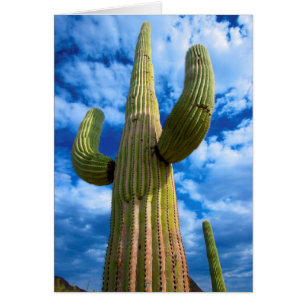 retrato de cactus Saguaro, Arizona