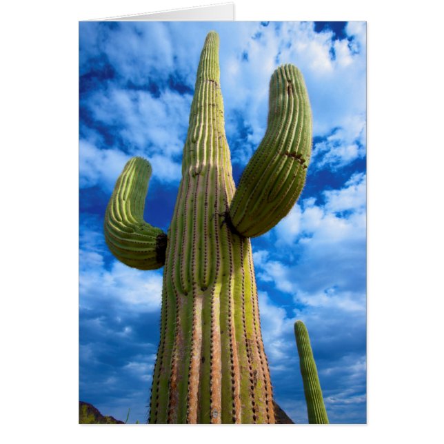 retrato de cactus Saguaro, Arizona (Frente)