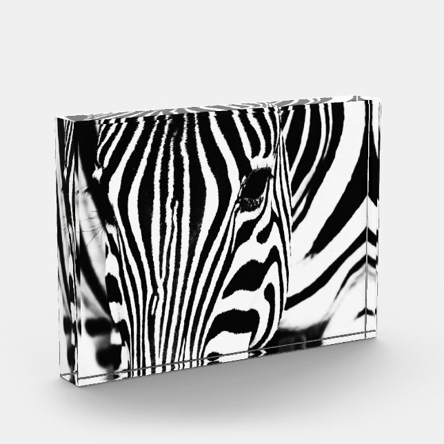 Retrato de cebra foto en blanco y negro (Izquierda)