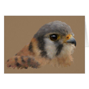 Retrato de Cestrel Americano