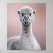 Retrato de Cisne Bebé - Arte de Pared de Animal de
