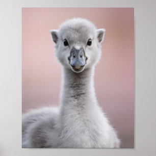 Retrato de Cisne Bebé - Arte de Pared de Animal de