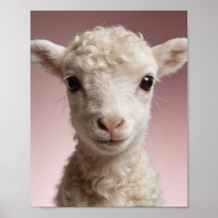 Retrato de corderito – Arte de pared de animalitos