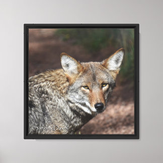 Retrato de Coyote en Lienzo