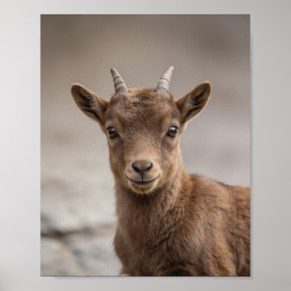 Retrato de cría de íbice – Arte mural de animales