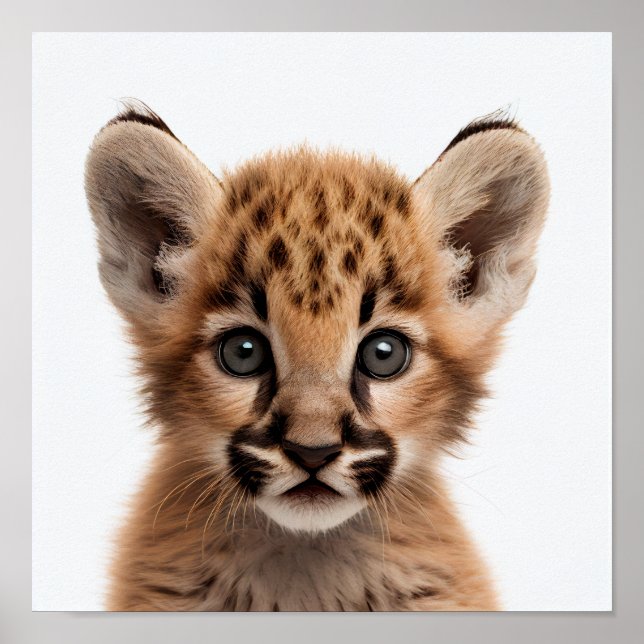 Retrato de cría de puma adorable | Póster cuadrado (Frente)