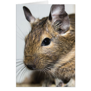 Retrato de Degu