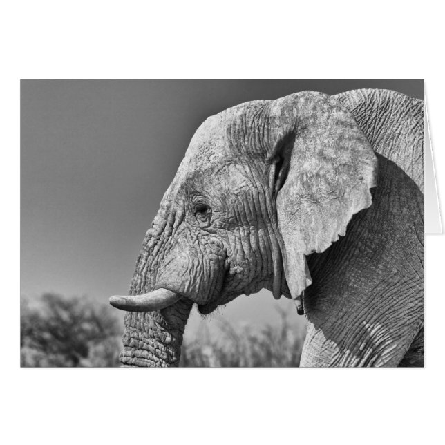 Retrato de elefante (Anverso (Horizontal))
