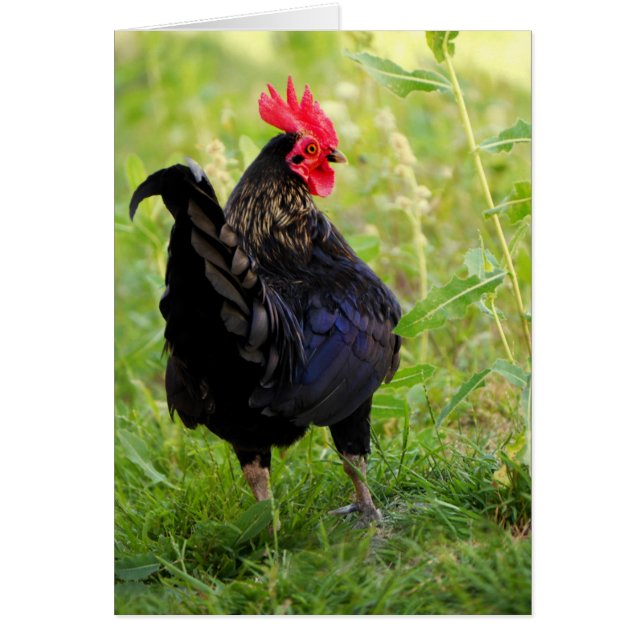 Retrato de gallo (Frente)