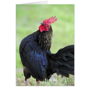 Retrato de gallo