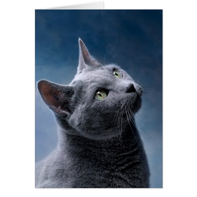 Retrato de gato (Frente)