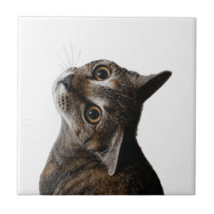 Retrato de gato atigrado adorable en baldosa cerám