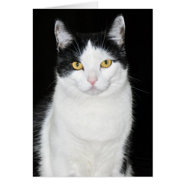 Retrato de gato negro y blanco (Frente)