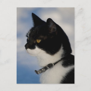 Retrato de gato postal CC0104