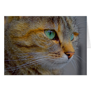 Retrato de gato tigre