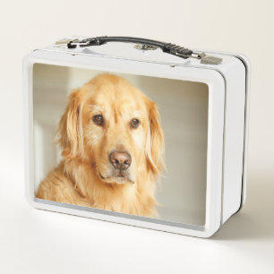Retrato de Golden Retriever