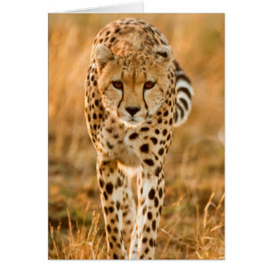 Retrato de guepardo (Acinonyx Jubatus), Maasai