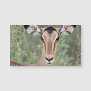 Retrato de Impala