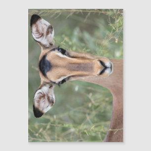 Retrato de Impala