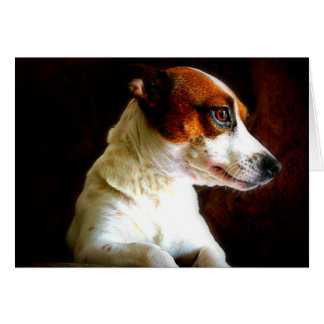 Retrato de Jack Russell