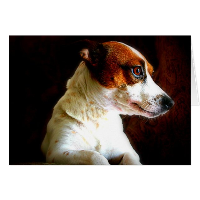Retrato de Jack Russell (Anverso (Horizontal))