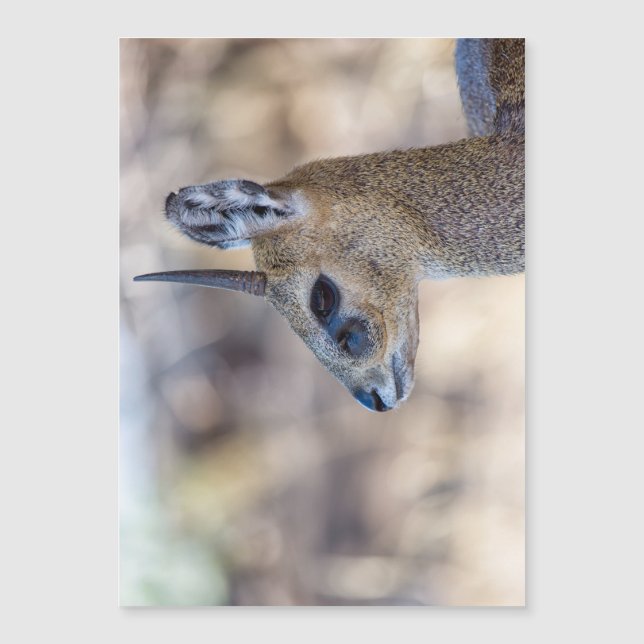 Retrato de Klipspringer (Anverso)